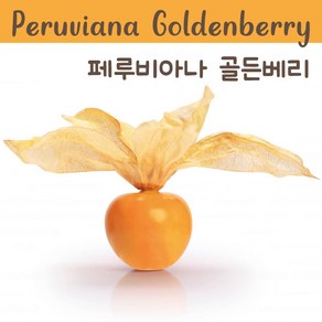 페루비아나 골든베리 Peuviana Goldenbey Tomatillo 금땅꽈리 희귀토마틸로 교육 체험용 세트, 1개