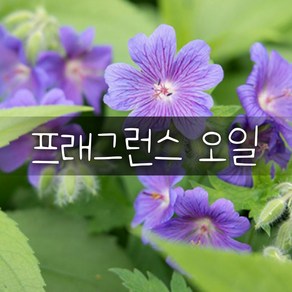 엔피솝 제라늄(Geranium) 프래그런스오일 10ml /인공향 캔들 디퓨저 방향제