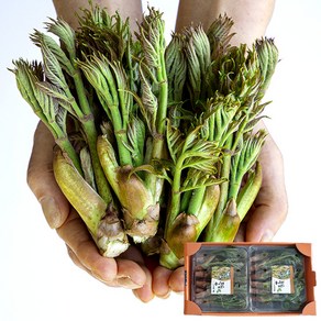[베리세상] 자연산 참두릅(산두릅) 원순 중품 1kg, 1개