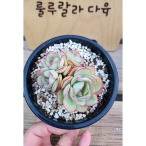[룰루랄라다육][랜덤]다육식물 파나메라군생, 1개