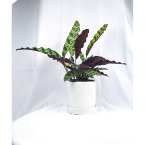 서비내 칼라데아 인시그니스 Calathea insignis 플랜테리어 공기정화식물, 1개