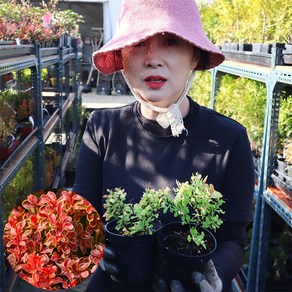 유럽 매자나무 묘목 P9 네덜란드 조경수 초콜렛썸머 마리아 오렌지아이스 루비스타 플라밍고 조경수 화단 정원수, 1개, 루비스타 P9