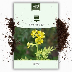 씨앗팜 허브 루 씨앗 (80립)