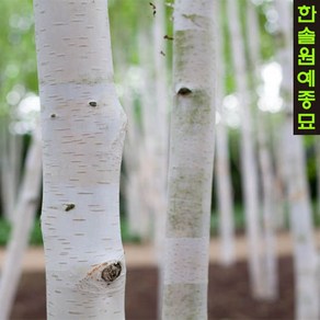 [한솔원예종묘]잭큐몬티 도랜보스 자작나무 삽목 포트묘, 1개, 9cm 포트