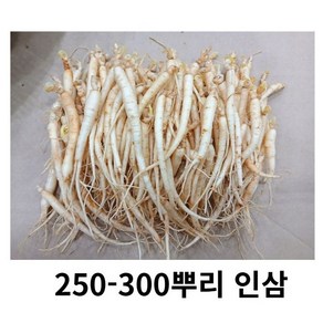 금산인삼 삼계탕용 수삼 약재 갈비탕용 인삼 금산인삼 작은 실삼계 삼계인삼 250-300뿌리