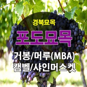 [경북농원] 포도나무 삽목묘 접목묘 /캠벨/거봉/머루포도(MBA)/샤인머스켓/블랙사파이어, 캠벨 삽목1년생, 1개