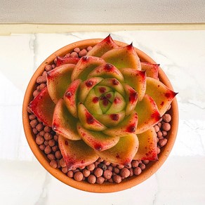 농장직송 산아래 다육이 생명력최고 키우기쉬운 공기정화 전자파차단 하월시아 로즈가넷레드 다육 식물 선인장, 1개, 럭셔리