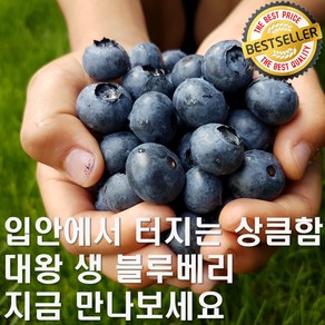 입안 가득 상큼함 크기부터 남다른 빅사이즈 생 블루베리 (아이스박스 + 아이스 팩 포장)