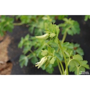 [평창][5포트]노랑매발톱(자생종 돌연변이), 5개