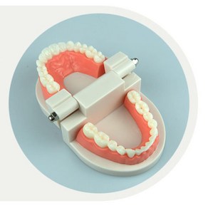 과학교구 교육용 실물 치아모형 이닦기교구