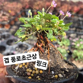 풍로초근상 겹핑크, 1개, 겹 풍로초 근상