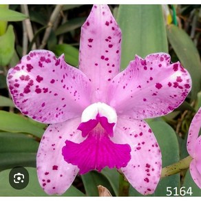 [신라난농원]카틀레야원종.Cattleya amethystoglossa.애미티스터글루사.아주좋은향.예쁜핑크색.예쁜꽃모양.아주좋은향.필독뒷사진참고., 1개