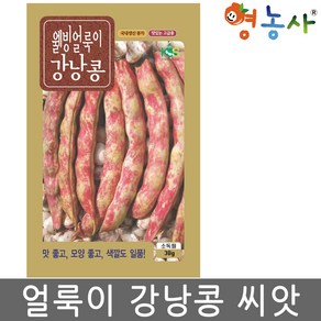 얼룩이 강낭콩 씨앗 30g 비덩굴성 고급종, 얼룩이강낭콩, 1개