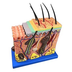 두피 모발 모형 피부조직 확대 모형 탈모센터 과학실 소품 용품 장식 50배 70배, 2.  50배 확대, 로고 플롯을 50배 확대