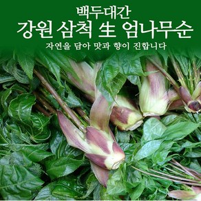 강원도 삼척 엄나무순 1kg / 개두릅 두릅 두룹 봄나물 장아찌 / 4월말-5월초 발송, 1개