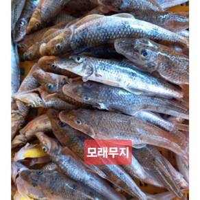 잡고기 1kg 국내산 모래무지 민물 매운탕