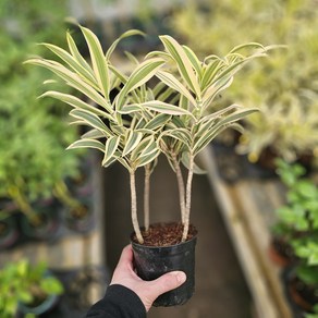 송오브인디아 대략 45cm 공기정화식물 플랜테리어 인기식물 스마일화훼유통, 1개, .