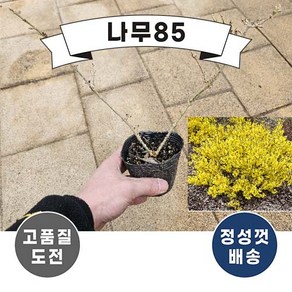 (나무85) 왜성개나리 님버스 4치포트, 1개