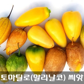 [해피플라워] 멕시칸 요리 재로 토마틸로 말리날코(Malinalco) 씨앗 300립 / 봄 여름 파종 웰빙푸드 종자