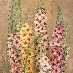 버바스쿰 서던참(종자 꽃씨앗 / 10립)Verbascum Southern Charm