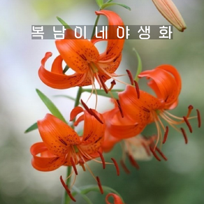 털중나리 [3개 복남이네야생화 모종 토종식물 나리꽃 백합 릴리움 lilium], 3개