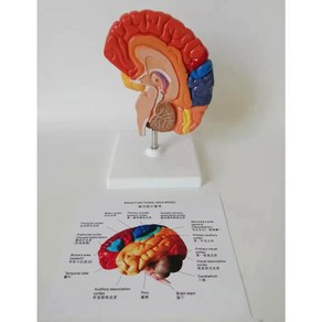 카미르 인체뇌모형 뇌모형 뇌혈관 모델 심장 신경 해부학 뇌간 대뇌 인체 모형 실습 침자리 과학, 반쪽 대뇌대 사각 받침대