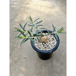 [러브피오니다육] 탈리늄카프룸 Talinum caffum 아프리카식물 다육 선인장, 1개