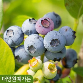 블루베리나무 6치포트 열매 유실수 과일나무, 1개, 03. 에코타 6치포트