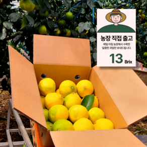 제주 직판 13bix 황금향 감귤, 1박스, 2kg