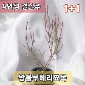 왕블루베리묘목 1+1 나무 4년생 키우기, 2개