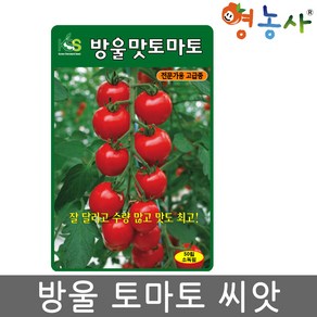 방울 토마토 씨앗 50립 미니 토마토씨 종자 키우기, 1개