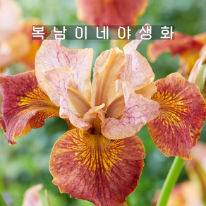 아이리스 시베리안 파프리카쉬 [1포트 복남이네야생화 iis sibeian], 1개