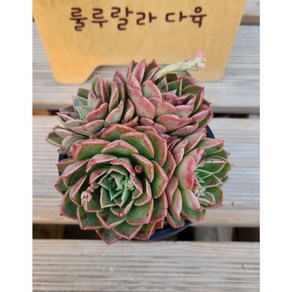[룰루랄라다육][랜덤]다육식물 시몽시몽, 1개