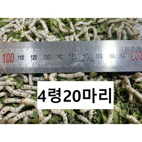 4령 20마리 누에 파충류 먹이, 1.1g, 1개