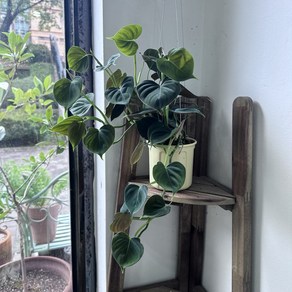 필로덴드론 루피넘 philodendron lupinum 행잉식물 실내플랜테리어식물.