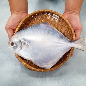 국내산 신안 손질 참 병어 대 중 소 당일바리 스킨 포장 제수용 구이 횟감 명절선물