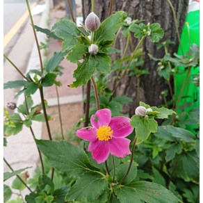 행복한꽃순이/﻿진분홍홑추명국/가을꽃/노지월동, 1개