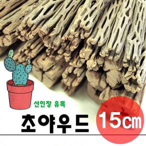 선인장 초야 우드 15cm 선인장 유목 초야 유목