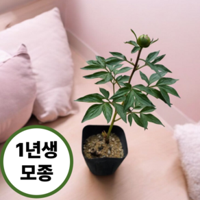 틔움해찬 토종작약 1-3촉 포트묘 구근 노지월동 봄꽃 함박꽃 개화주 노지월동 5주 1묶음, 1세트, 토종작약 5주