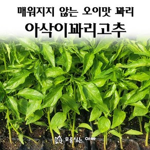 [모종심는아빠] 매워지지 않는 오이맛 꽈리 아삭이꽈리 고추 모종, 모종10개, 1개