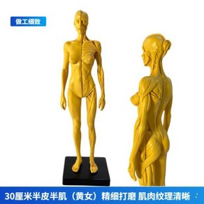 인체 근육 모형 신체 미니어처 사람 디오라마 전신 미술 스케치 모델, 30cm 여성 C