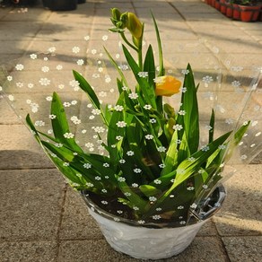 후리지아 화분직경15cm 구근알뿌리화초 플랜테리어 화분선물, 1개