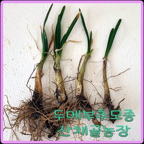 화천산약초 두메부추 모종 / 뿌리종근 2~3년생, 30개