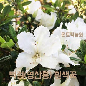 온뜨락농원 [백철] 영산홍 연산홍 최상품 30cm 조경수 정원수 전원주택조경 대단지조경공사용 (철쭉-흰색꽃), 1개, 흰꽃