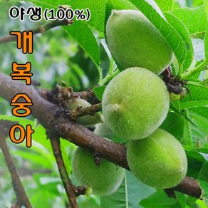 [ 즉시할인쿠폰 ] 문경세제/복사골엔 / 야생 개복숭아 / 순 자연산 (100% 토종) / 당일채취발송, 1개, 야생 개복숭아 3Kg