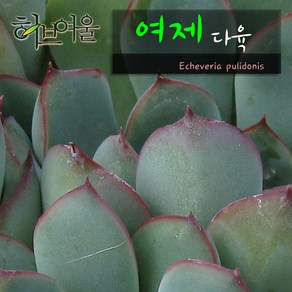 허브여울다육 여제 지름 9cm 소품화분, 3개