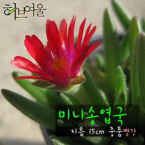 [허브여울송엽국] 미니송엽국 레드(빨강사철채송화/노지월동) 지름 9cm 소품화분, 1개