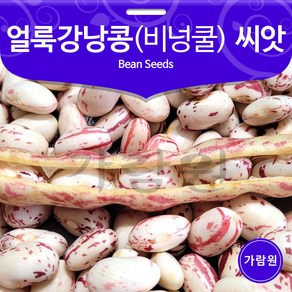 비넝쿨 얼룩 강낭콩 씨앗 콩씨앗 종자 토종 씨 30g