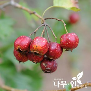 [나무인] 대실산사나무 묘목 2그루
