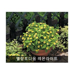 제라늄 핀토 바이올렛 5립, 1개